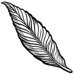 feather - lineart